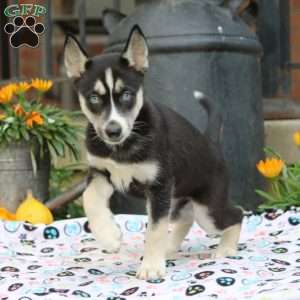 Betty, Siberian Husky Puppy