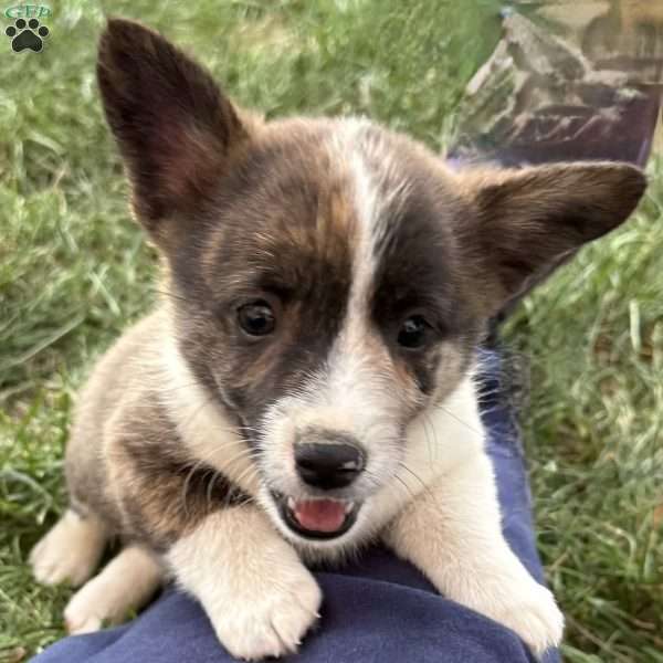 Betty, Pembroke Welsh Corgi Puppy