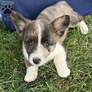 Betty, Pembroke Welsh Corgi Puppy