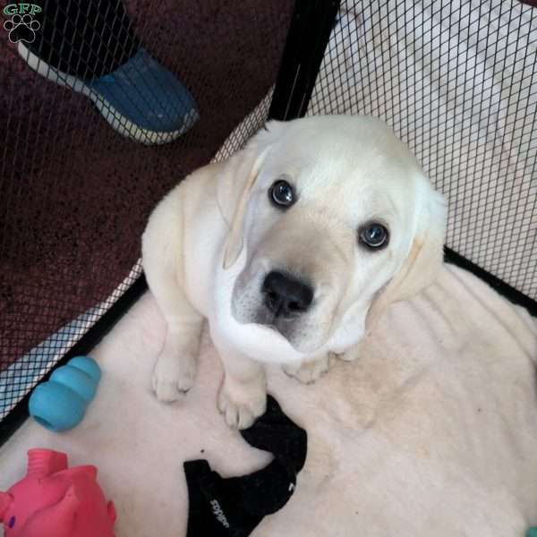 Betty, Yellow Labrador Retriever Puppy