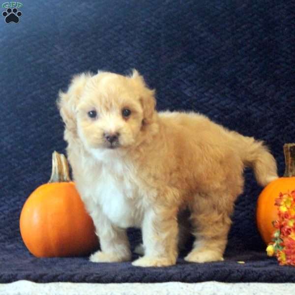 Bill, Maltipoo Puppy