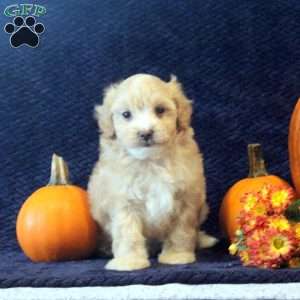 Bill, Maltipoo Puppy