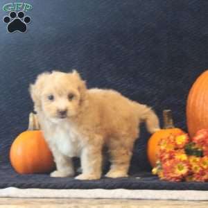 Bill, Maltipoo Puppy