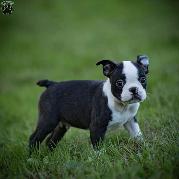 Billy, Boston Terrier Puppy