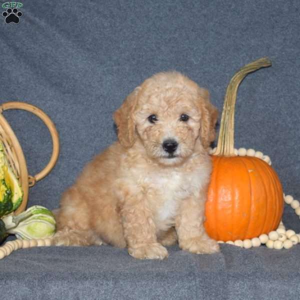 Billy, Mini Goldendoodle Puppy