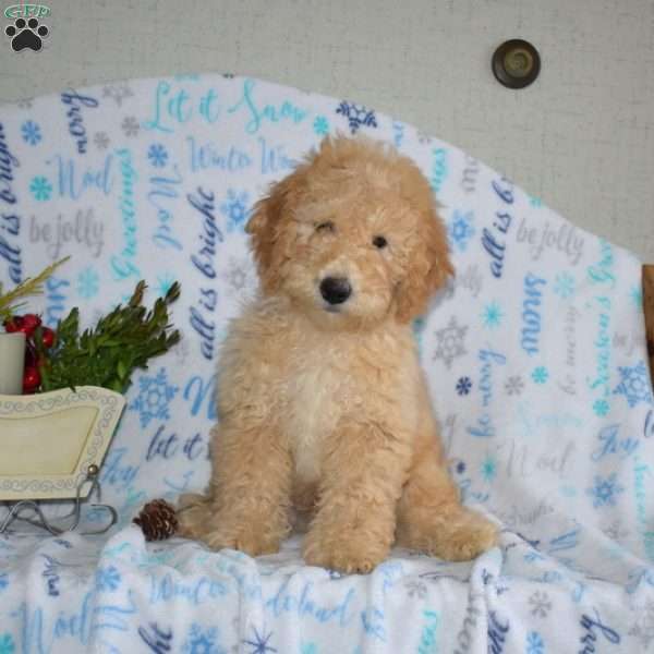 Billy, Mini Goldendoodle Puppy