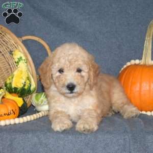 Billy, Mini Goldendoodle Puppy