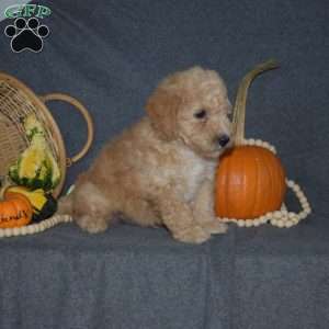 Billy, Mini Goldendoodle Puppy