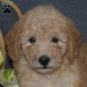 Billy, Mini Goldendoodle Puppy