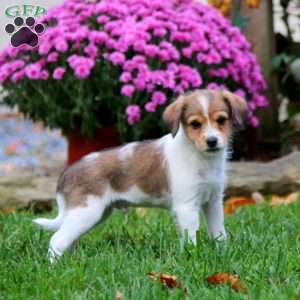 Billy, Fox Terrier Mix Puppy