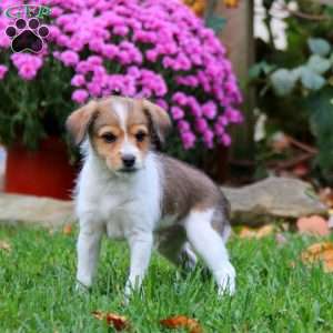 Billy, Fox Terrier Mix Puppy