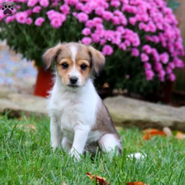 Billy, Fox Terrier Mix Puppy