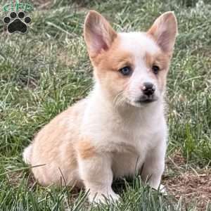 Billy, Pembroke Welsh Corgi Puppy