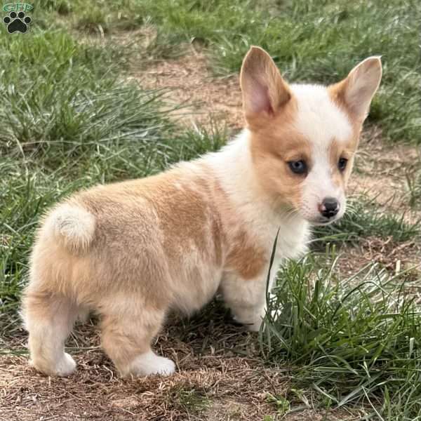 Billy, Pembroke Welsh Corgi Puppy