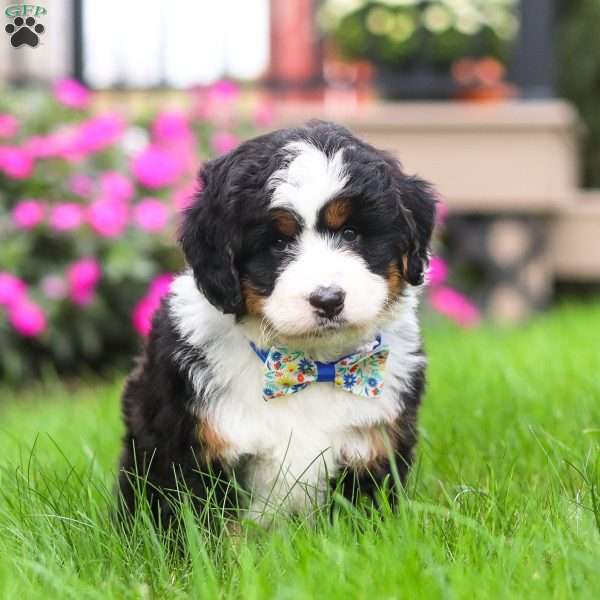 Bingo, Mini Bernedoodle Puppy