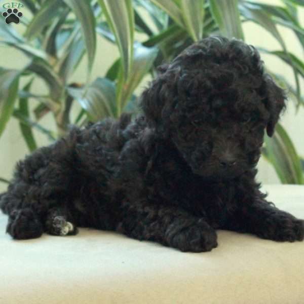 Bingo, Miniature Poodle Puppy