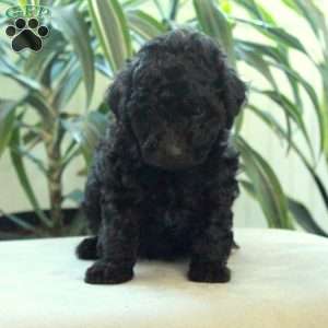 Bingo, Miniature Poodle Puppy