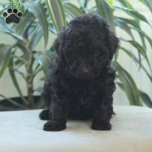 Bingo, Miniature Poodle Puppy