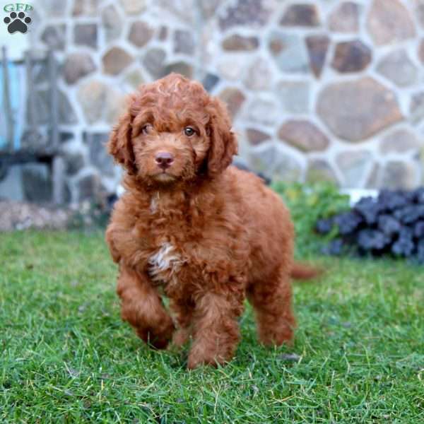 Bingo, Mini Labradoodle Puppy