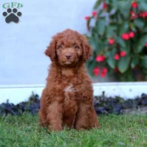 Bingo, Mini Labradoodle Puppy