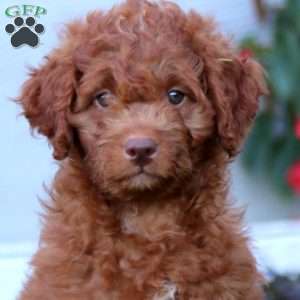 Bingo, Mini Labradoodle Puppy