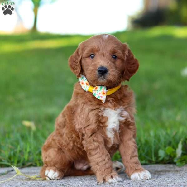 Binx, Mini Goldendoodle Puppy