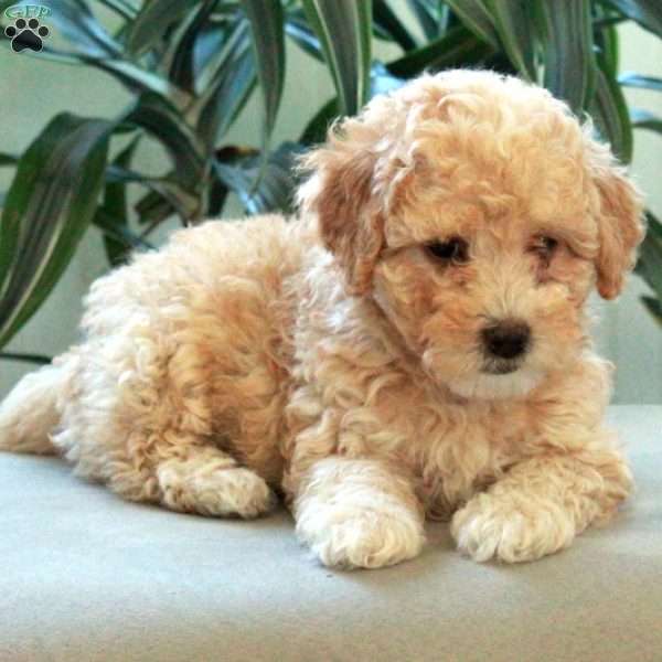 Birdie, Miniature Poodle Puppy