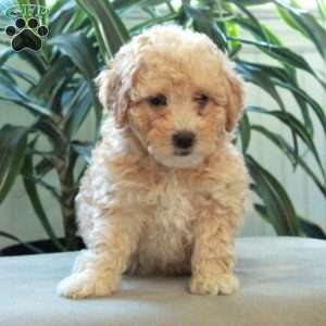 Birdie, Miniature Poodle Puppy