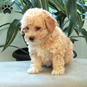 Birdie, Miniature Poodle Puppy