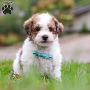 Biscuit, Maltipoo Puppy