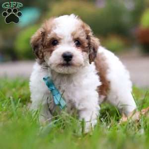 Biscuit, Maltipoo Puppy