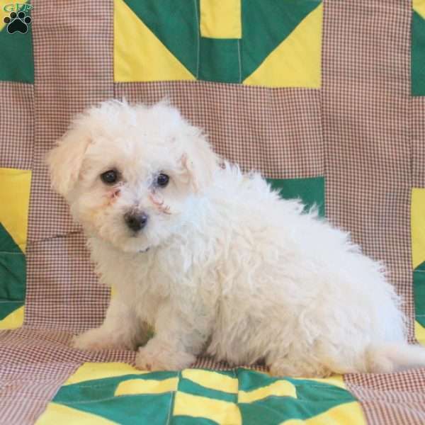 Biscuit, Bichon Frise Puppy