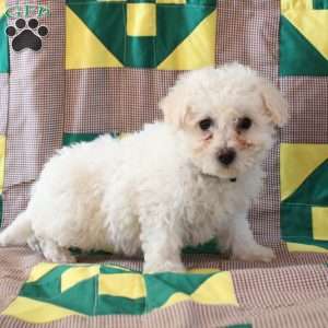 Biscuit, Bichon Frise Puppy