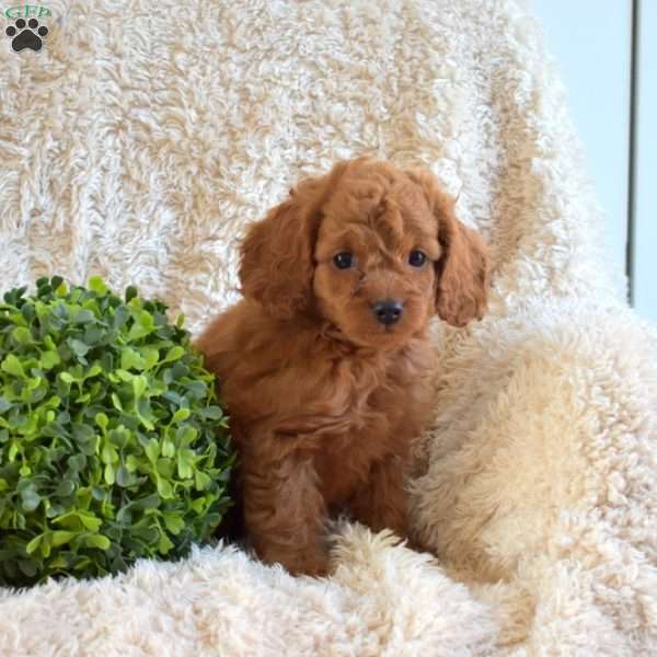 Biscuit, Cavapoo Puppy