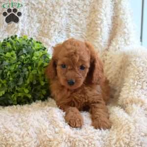 Biscuit, Cavapoo Puppy