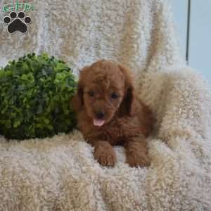 Biscuit, Cavapoo Puppy