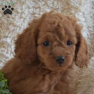 Biscuit, Cavapoo Puppy