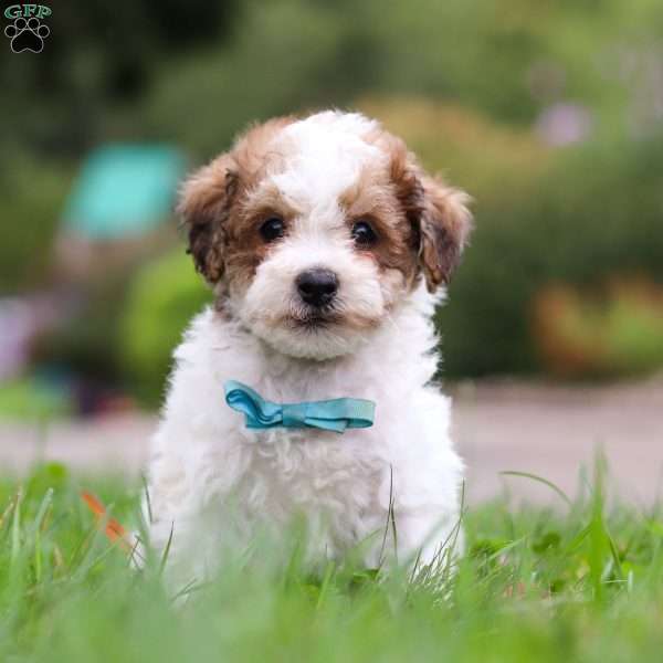 Biscuit, Maltipoo Puppy