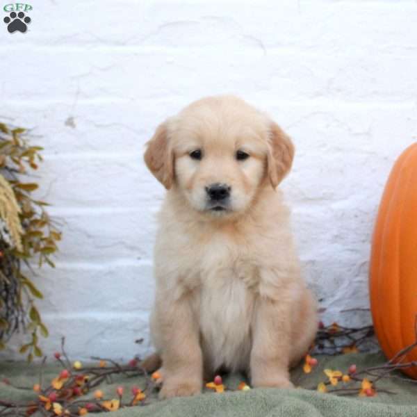 Blaire, Golden Retriever Puppy