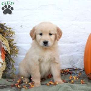 Blaire, Golden Retriever Puppy