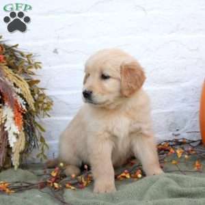 Blaire, Golden Retriever Puppy