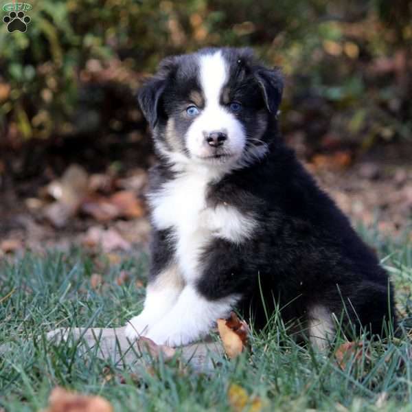 Blake, Miniature Australian Shepherd Puppy