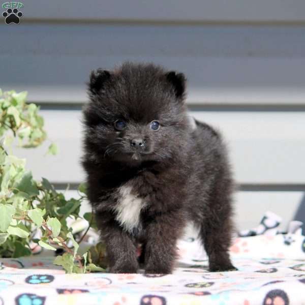 Blake, Pomeranian Puppy