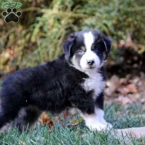 Blake, Miniature Australian Shepherd Puppy