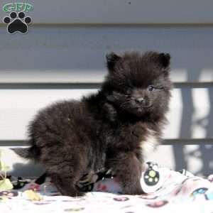 Blake, Pomeranian Puppy