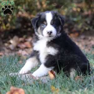 Blake, Miniature Australian Shepherd Puppy