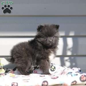 Blake, Pomeranian Puppy