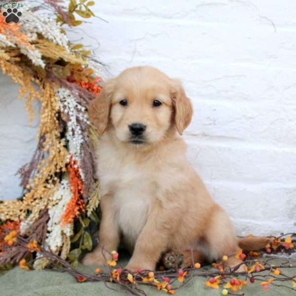 Blake, Golden Retriever Puppy