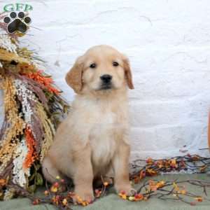 Blake, Golden Retriever Puppy