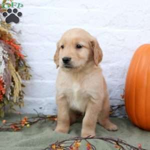 Blake, Golden Retriever Puppy